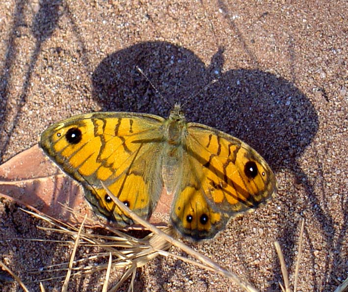 Lasiommata paramegaera