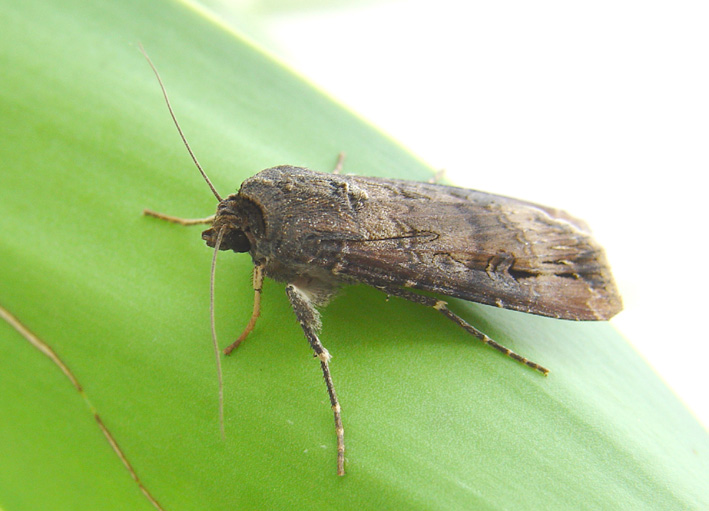 Agrotis ipsilon