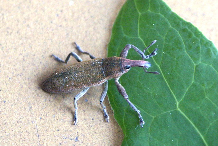 Curculionidae: Lixus sp.