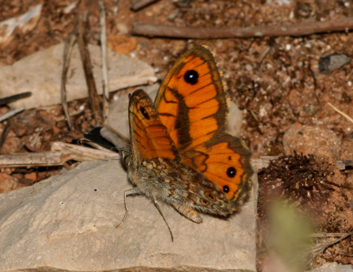 Lasiommata paramegaera