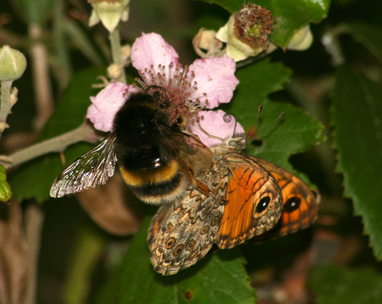 Lasiommata paramegaera