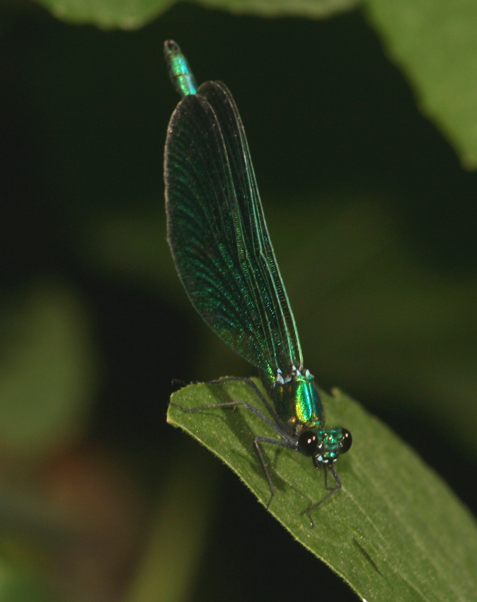 Libellula spagnola: Calopteryx virgo