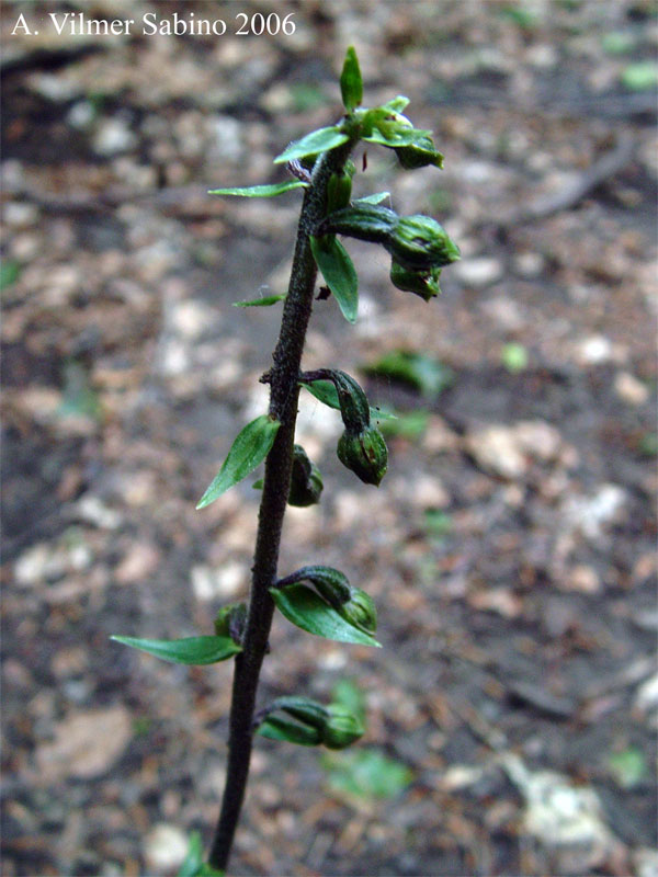 Epipactis helleborine