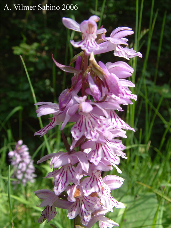 Dactylorhiza fuchsii