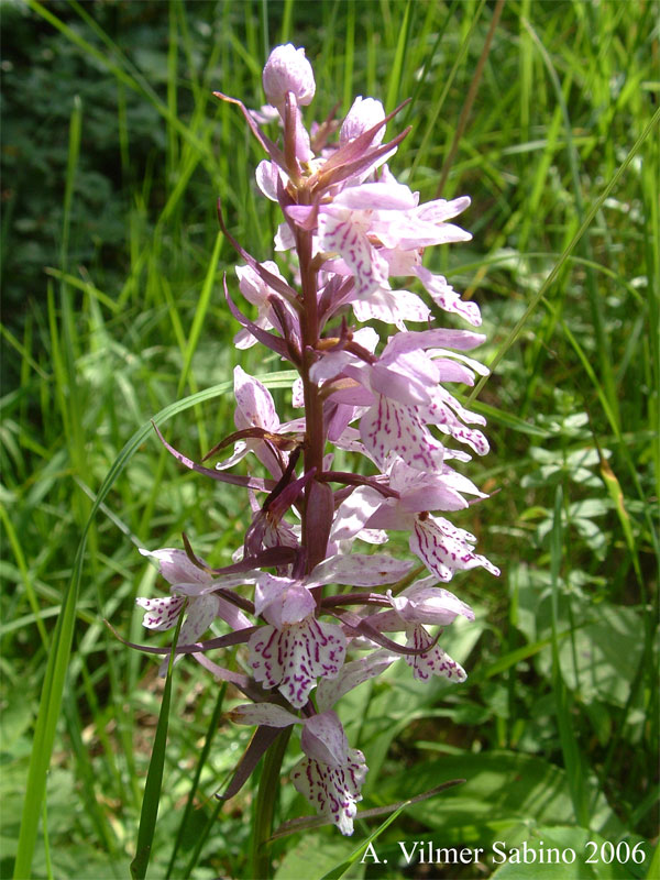 Dactylorhiza fuchsii