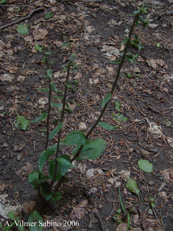 Epipactis helleborine