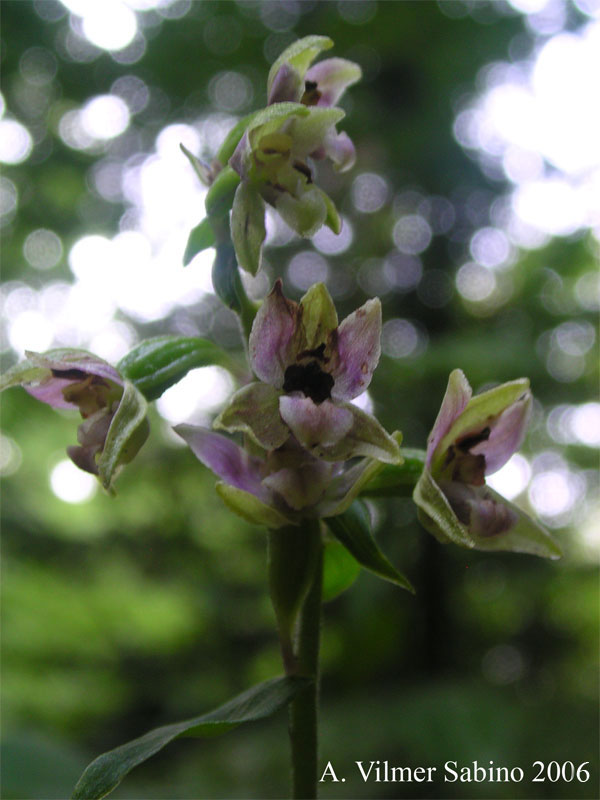 Epipactis helleborine