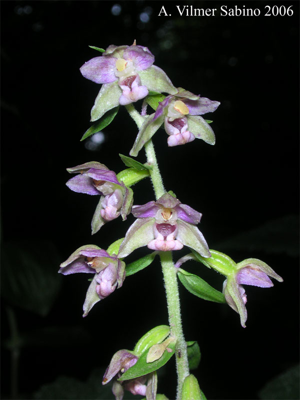 Epipactis helleborine