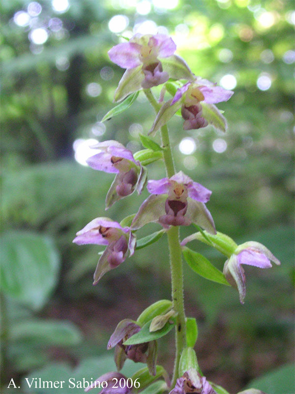 Epipactis helleborine