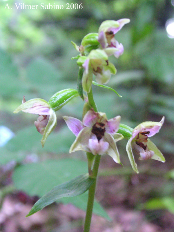 Epipactis helleborine