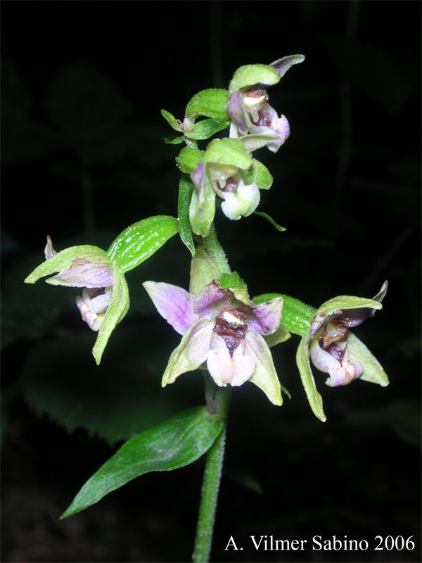 Epipactis helleborine