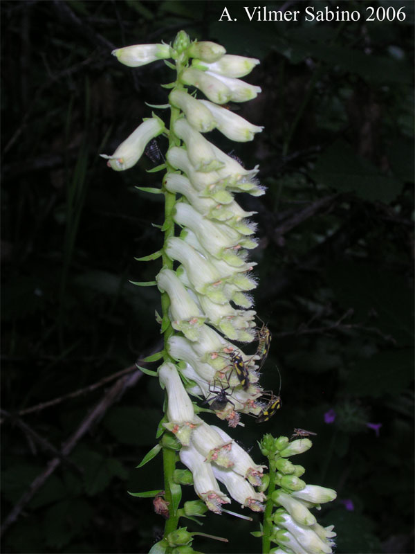 Digitalis micrantha (=D.lutea subsp. australis )/ Digitale appenninica