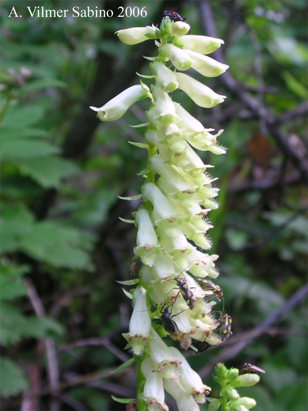 Digitalis micrantha (=D.lutea subsp. australis )/ Digitale appenninica