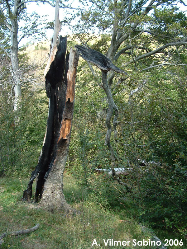 Tagli nel Parco Nazionale del Pollino