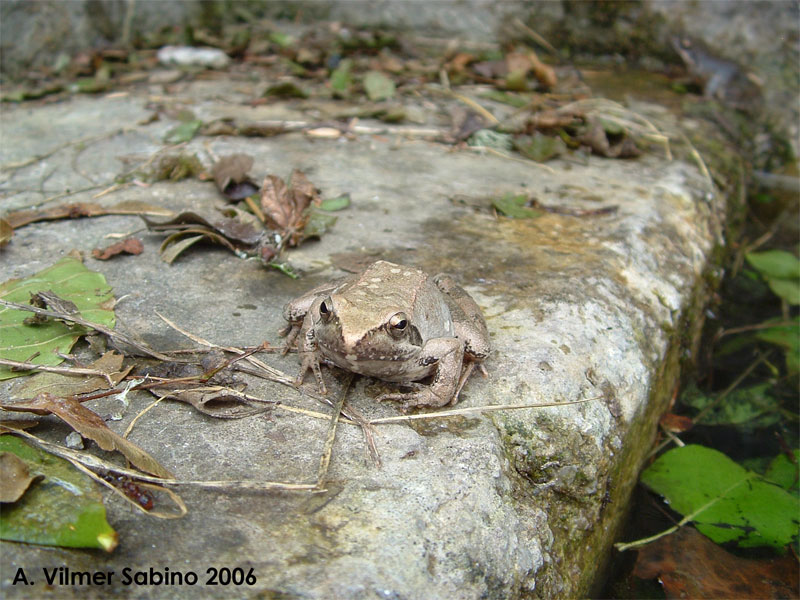 Rana italica