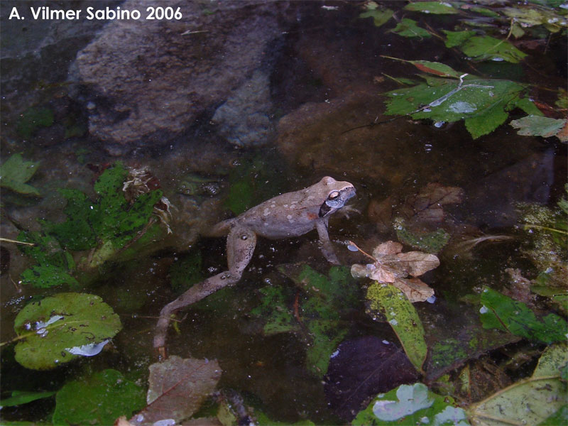 Rana italica