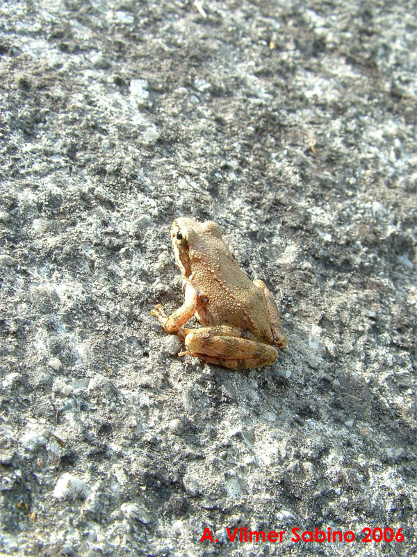 Rana italica