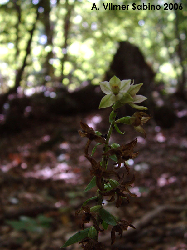 Epipactis helleborine