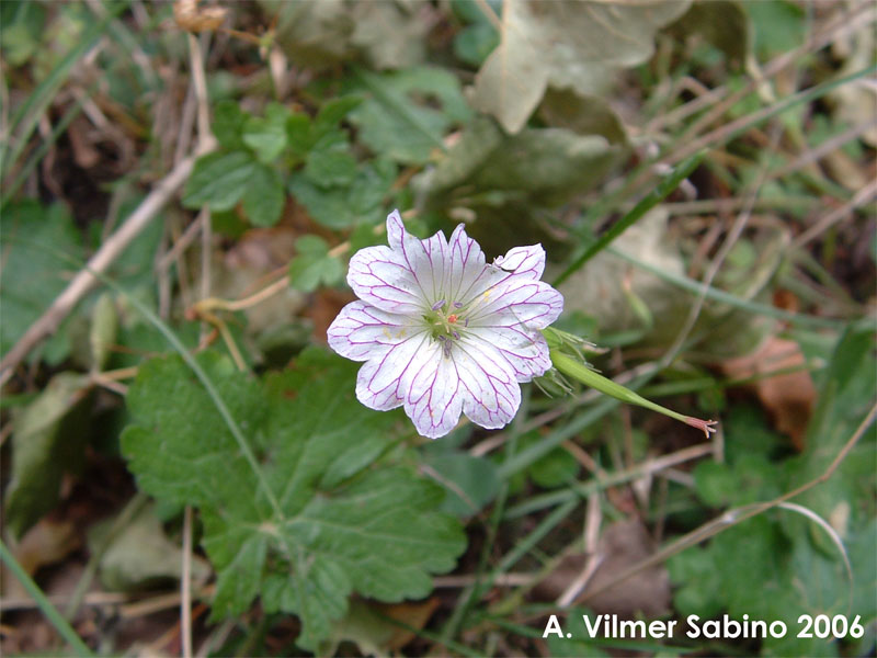 Geranium versicolor / Geranio striato