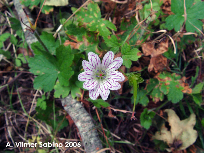 Geranium versicolor / Geranio striato