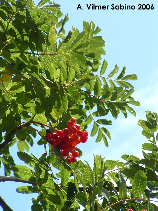 Sorbus aucuparia / Sorbo degli uccellatori