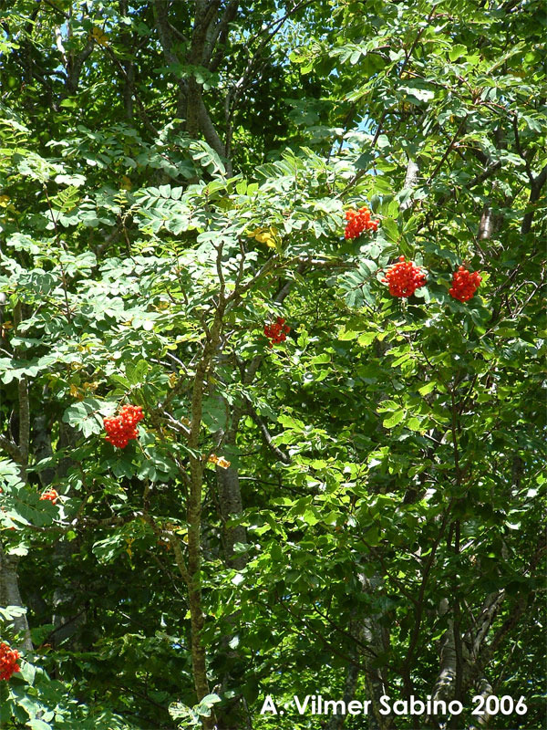 Sorbus aucuparia / Sorbo degli uccellatori