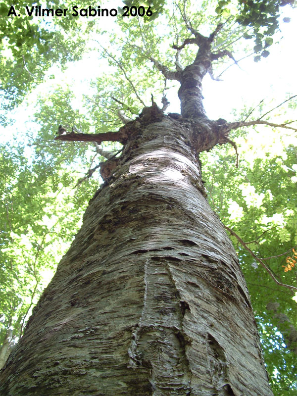 Sorbus aucuparia / Sorbo degli uccellatori