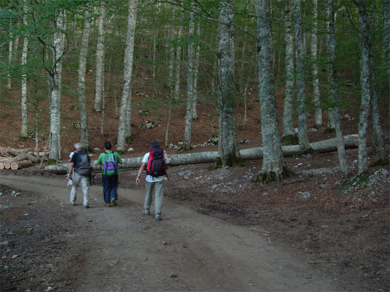 Tagli nel Parco Nazionale del Pollino