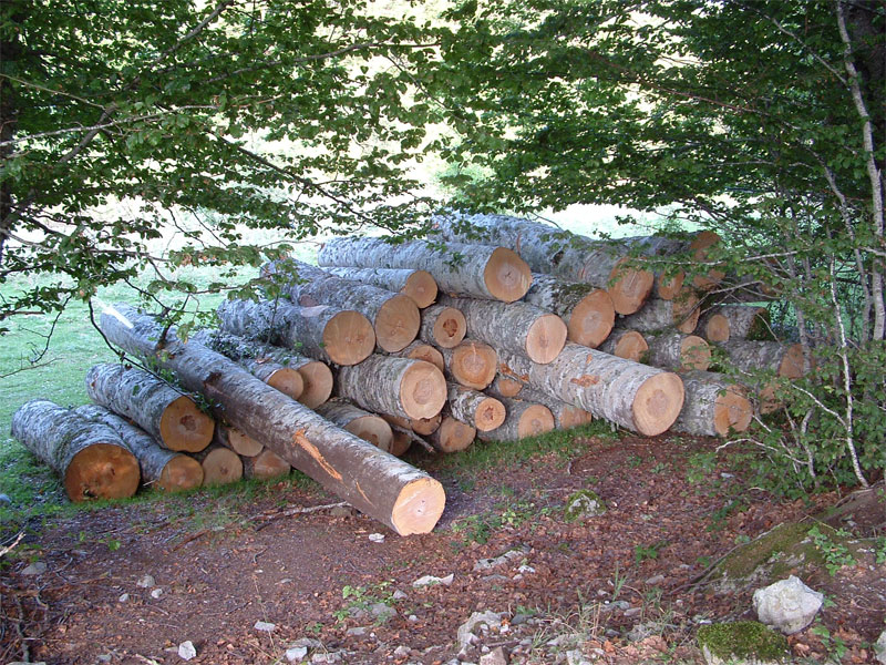 Tagli nel Parco Nazionale del Pollino