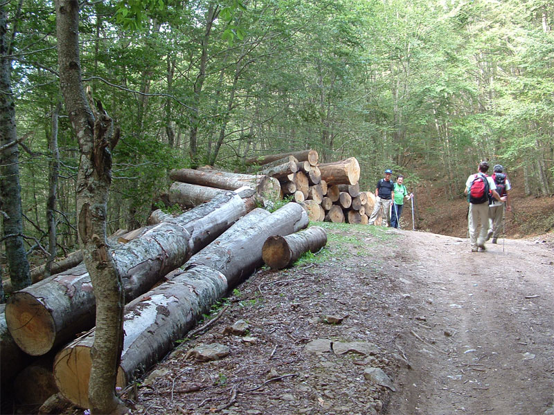 Tagli nel Parco Nazionale del Pollino