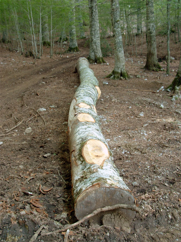 Tagli nel Parco Nazionale del Pollino