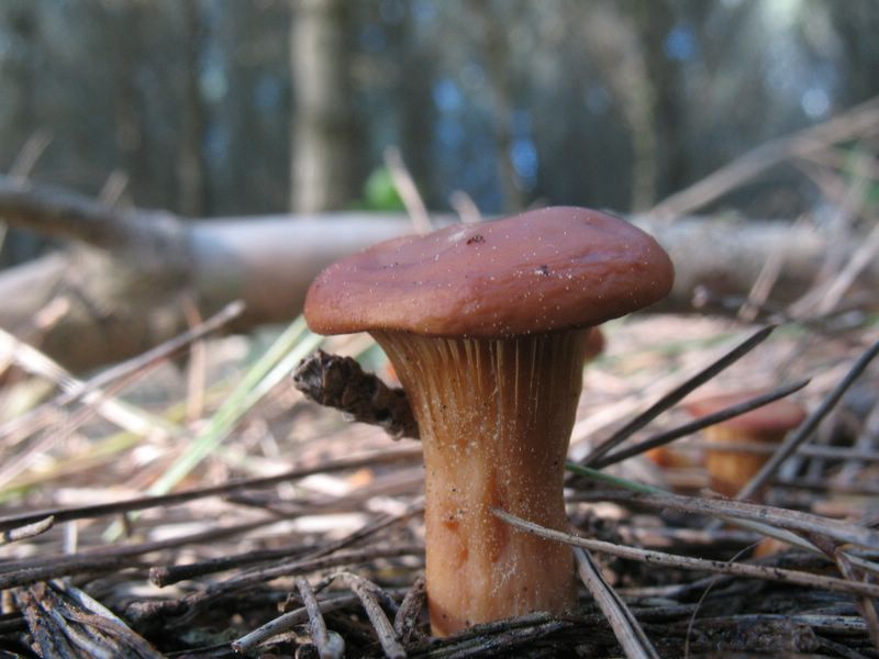 Agrocybe fotog. 27.03.07