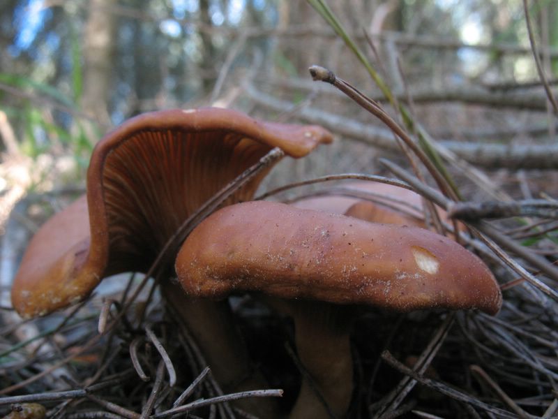 Agrocybe fotog. 27.03.07