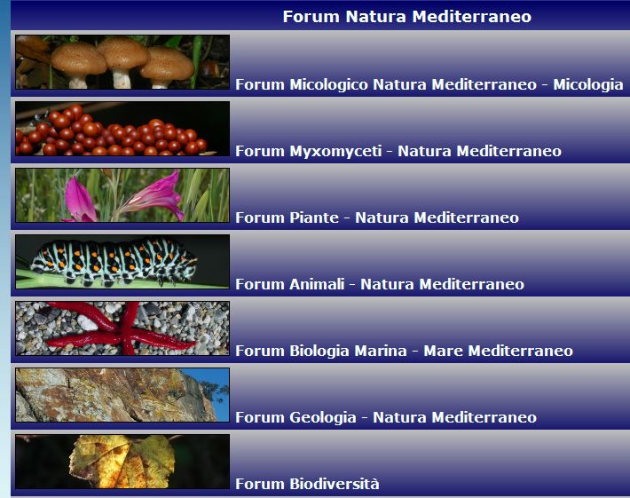 Nuova veste grafica home page del Forum e funzionalit