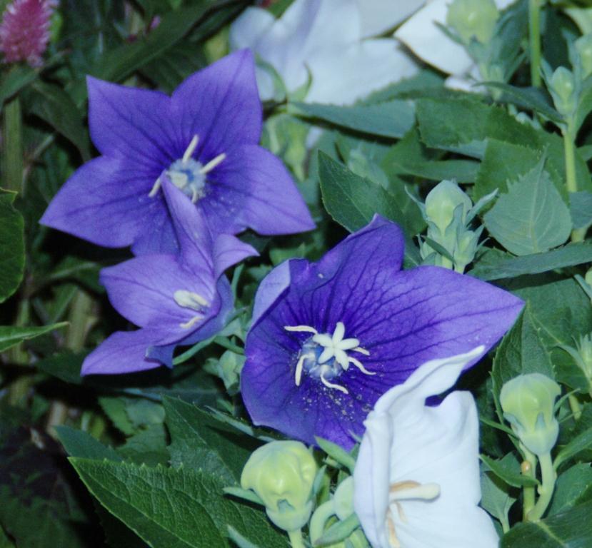 Platycodon grandiflorus