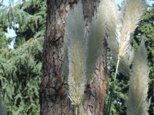 Cortaderia selloana / Erba della Pampa (pianta coltivata)
