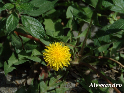 Fiorellino di campo 2 - Taraxacum sp.