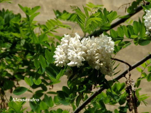 Robinia pseudoacacia