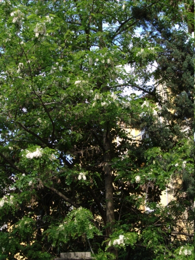 Robinia pseudoacacia