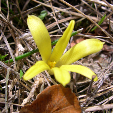 Sternbergia colchiciflora / Zafferanastro appenninico