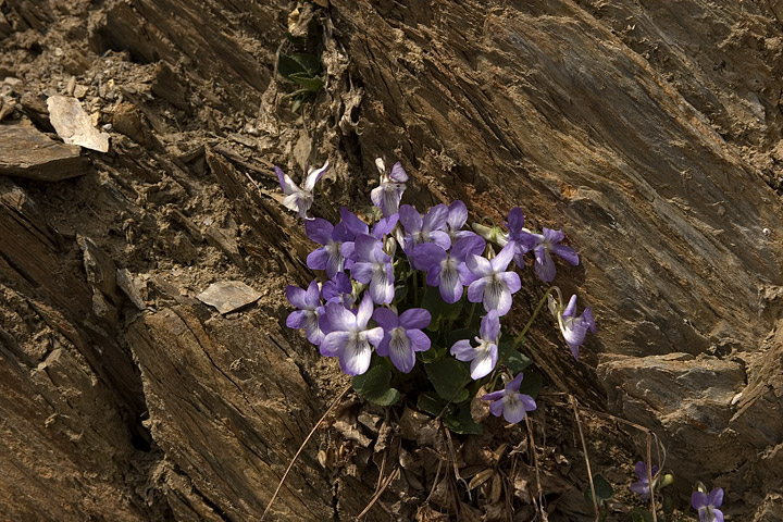 Viola rupestris / Viola rupestre