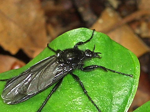 Cosa pu essere? Bibio marci (Diptera, Bibionidae)