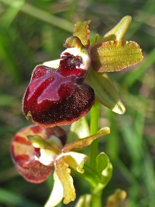 Ophrys passionis (=Ophrys garganica) e Ophrys tarentina