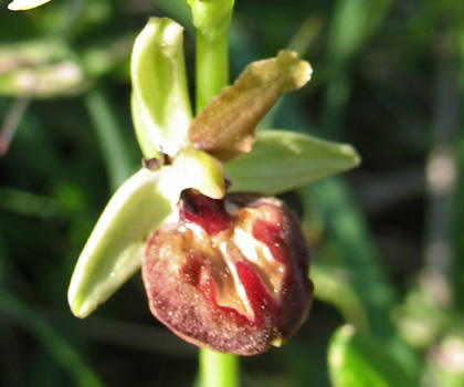 Ophrys passionis (=Ophrys garganica) e Ophrys tarentina