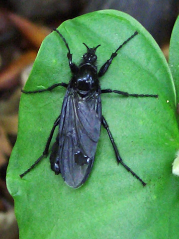 Cosa pu essere? Bibio marci (Diptera, Bibionidae)