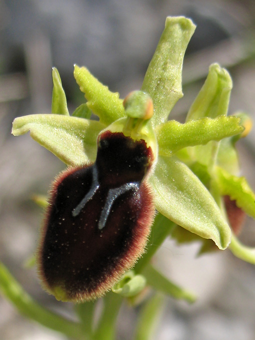 Ophrys passionis (=Ophrys garganica) e Ophrys tarentina