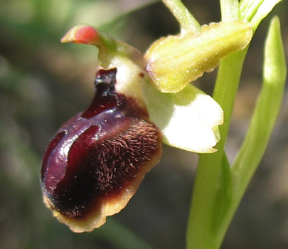 Ophrys passionis (=Ophrys garganica) e Ophrys tarentina