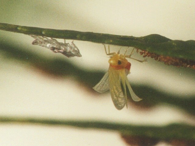 Cicadellidae