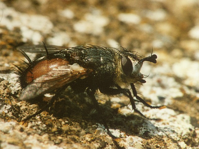 Tachinidae