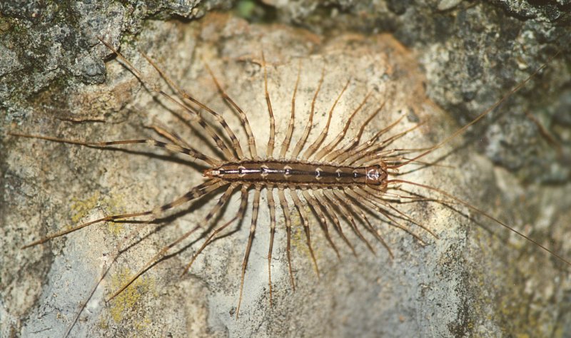 Scutigera coleoptrata